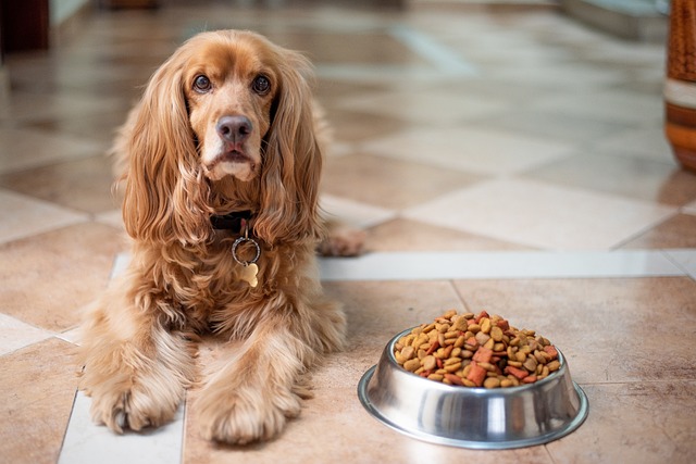 Karmy odchudzające dla psa — połączenie zdrowotnych właściwości z pysznym smakiem